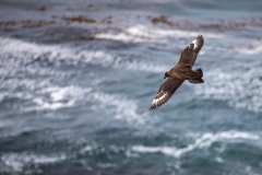 h3 Brown-skua_1DX7247