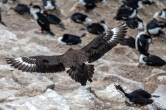 h6 Brown-skua_1DX7260