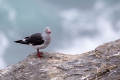 k1 Dolphin-Gull_1DX7867