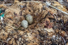 k51 Dolphin-gull-Nest-w-eggs-_1DX8081