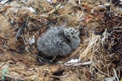 k31 Dolphin-gull-nest-w-chick_1DX8083