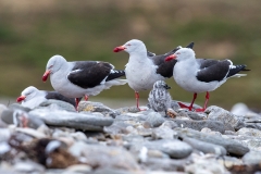 k2 Dolphin-gull_1DX8116