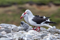 k5 Dolphin-gull_1DX8126
