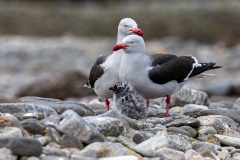 k3 Dolphin-gull_1DX8138