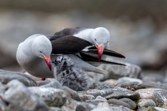 k6 Dolphin-gull_x_1DX8144