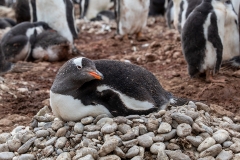 i21 Gentoo-Penguin_87A9026