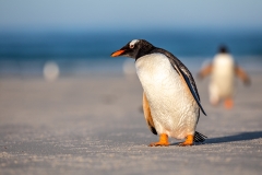 j3 Gentoo-Penguin_87A9515