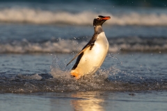 j4 Gentoo-Penguin_87A9734