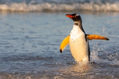 j5 Gentoo-Penguin_87A9761