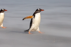 i6 Gentoo-Penguins_1DX7429