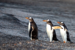 i5 Gentoo-Penguins_1DX7523