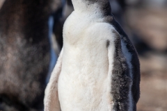 i1 Gentoo-penguin-jungster_87A9324