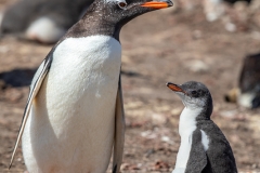i2 Gentoo-penguin-w-chick_87A9272