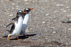 i3 Gentoo-penguin-x_87A9287