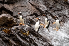i93 Gentoo-penguin_87A8708