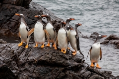 i95 Gentoo-penguin_87A8860