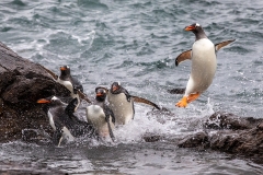 i94 Gentoo-penguin_87A8869