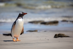 j1 Gentoo-penguin_87A9188