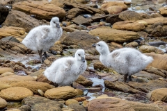 p34 Kelb-Goose-Chicken_87A7540