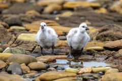 p35 Kelb-Goose-Chicken_87A7601