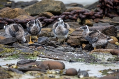 p36 Kelb-Goose-Chicken_87A7622