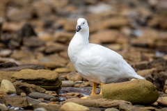 p31 Kelb-Goose-M_87A7515