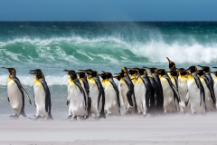 y7 King-Penguin-Gruppe-Beach_1DX8500