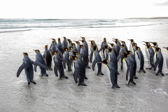 y1 King-penguin-at-the-beach_87A0104