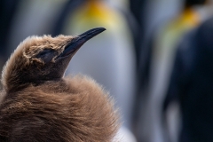 y2 King-penguin-chick_87A0048