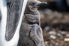 y4 King-penguin-chick_87A0270