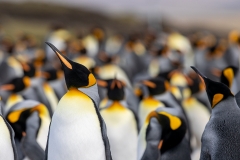 y3 King-penguin-colony_87A0074