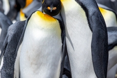 y5 King-penguin-colony_87A0234