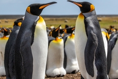 y6 King-penguin-colony_87A0457