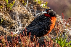 p6 Long-tailed-meadowlark_87A9033