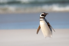 m2 Magellanic-penguin_1DX8867