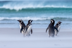 m3 Magellanic-penguin_1DX8944