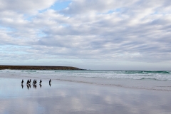 m1 Magellanic-penguins-at-the-beach_87A0137