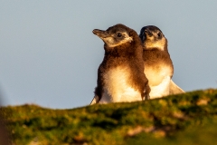 m93 Magellannic-chick_1DX9295