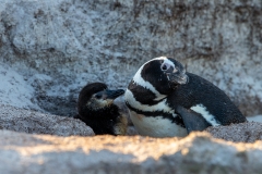 m92 Magellannic-w-chick_1DX9241
