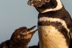 m91 Magellannic-w-chick_1DX9292