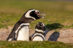 m9 Magellannic-w-chick_1DX9305
