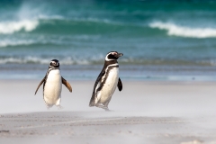 m6 Megallanic-penguin_1DX8990