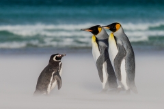 m7 Mixed-penguin_1DX9001