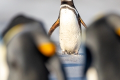 m8 Mixed-penguin_1DX9233