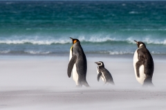 m5 Mixed-penguins_1DX8957