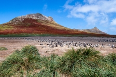 m94 Penguins-Landscape_1DX7320