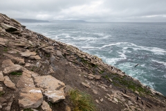 L1 Rockhopper-Colony_87A9800