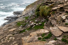 L2 Rockhopper-Colony_87A9811