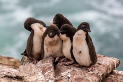 L4 Rockhopper-chicks_1DX7996
