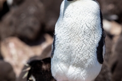 L3 Rockhopper-penguin_87A9242